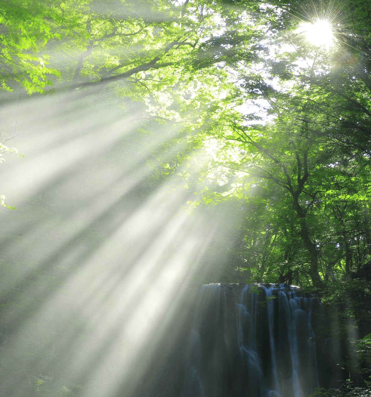 その光が惑星とともに新たな物事の始まりを告げ、根を深く支える。