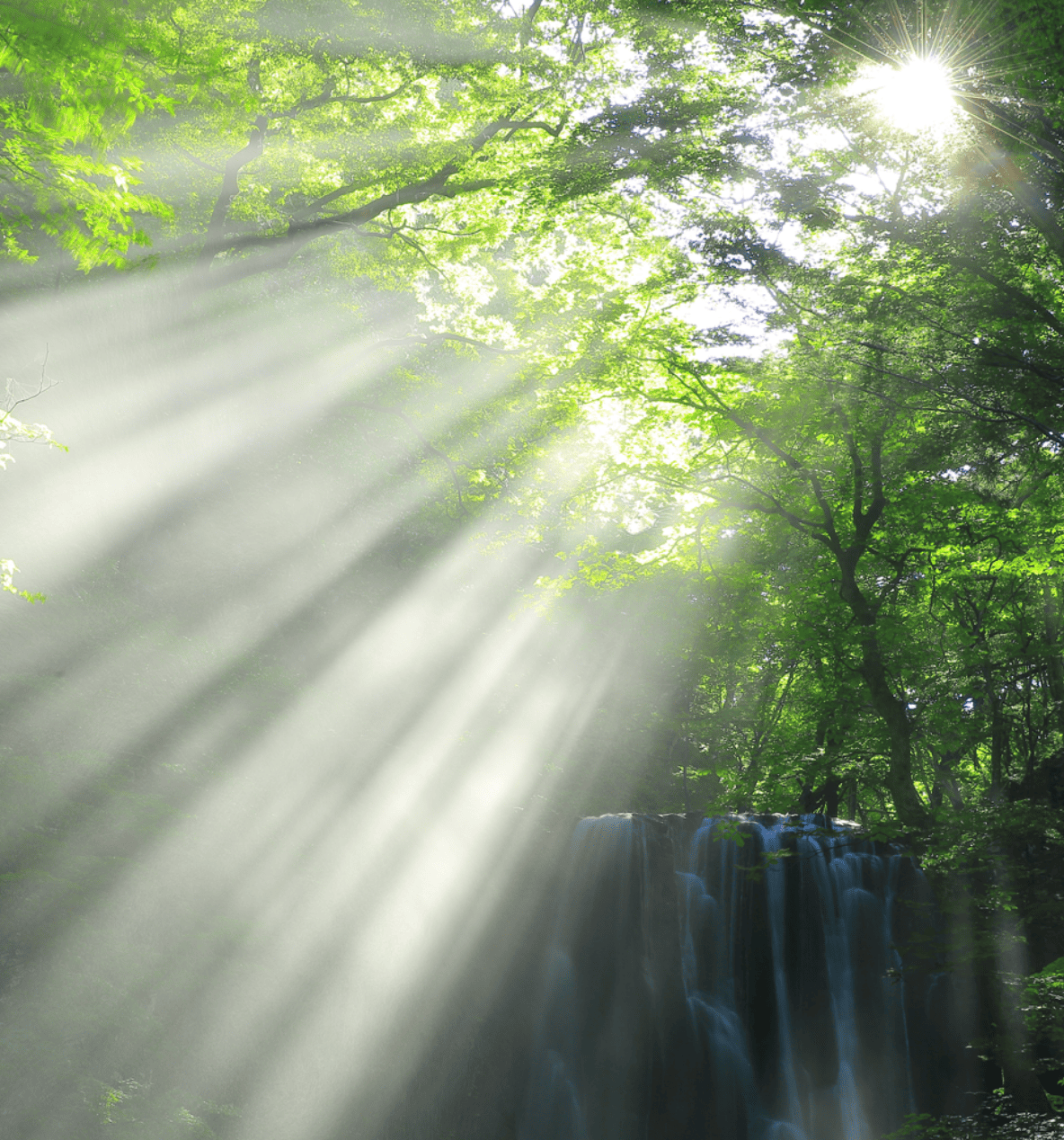 その光が惑星とともに新たな物事の始まりを告げ、根を深く支える。