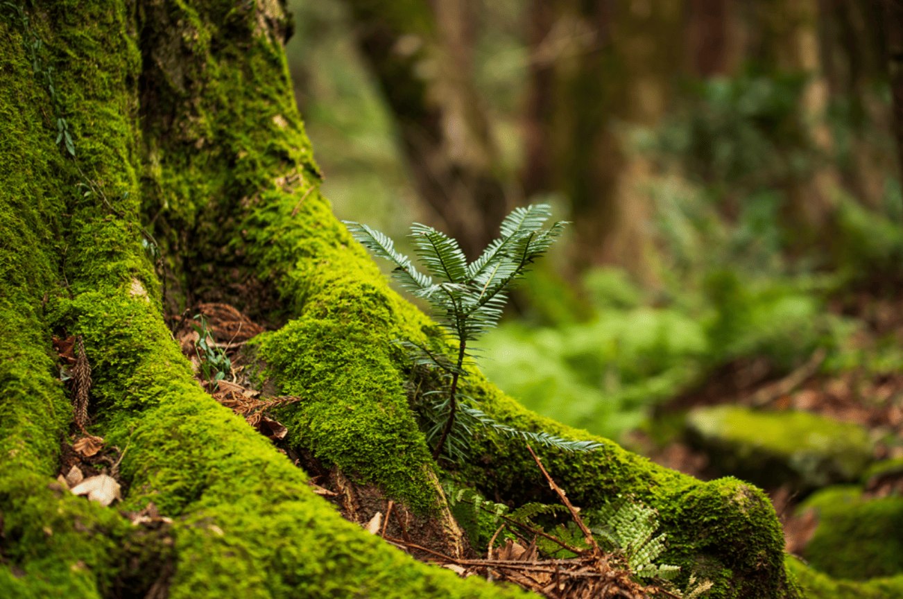 新たな命が息づき、月桃葉の恵みがしっとりと潤いの水滴が静かに溶け込む。
