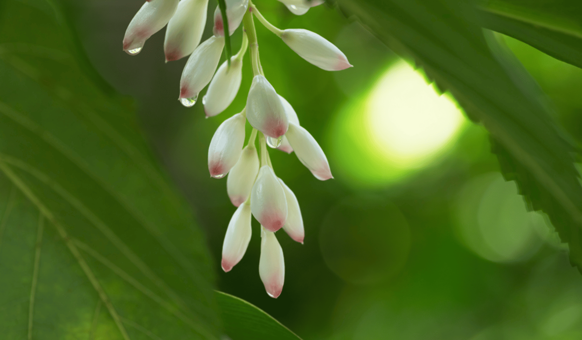 再生の力があなたに優しく染み渡り、光と肌、溶けあうような美しさへ。