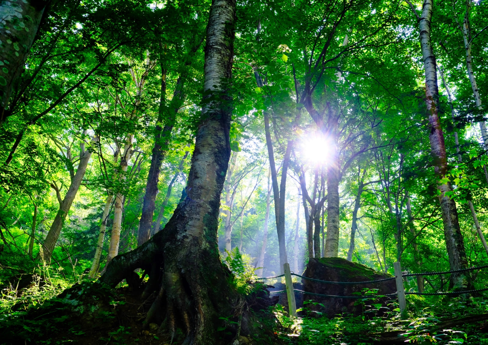 植物の力で、肌と地球に寄り添うスキンケアを。