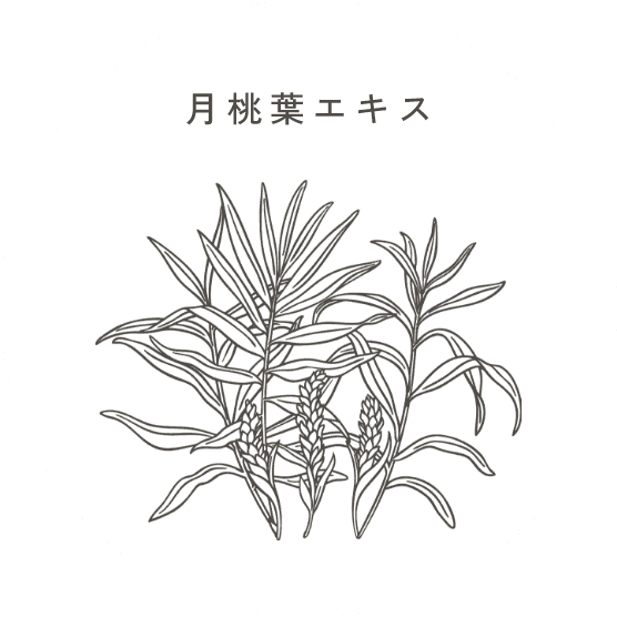 月桃葉エキス